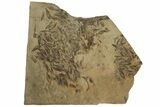 Fossil Fish (Gosiutichthys) Mortality Plate - Wyoming #212121-1